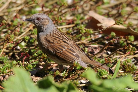 Dunnock
