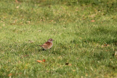 Dunnock