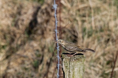 singing Eurasian Skylark