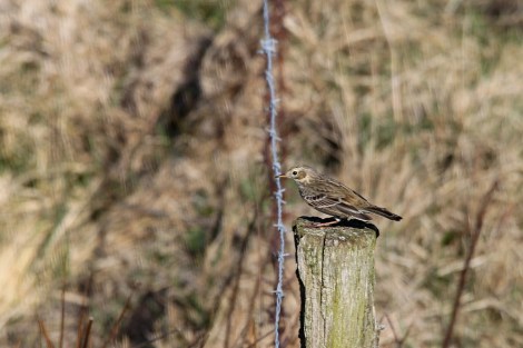 Eurasian Skylark
