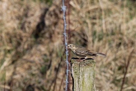 singing Eurasian Skylark
