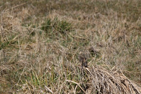 a skylark blending in with the background