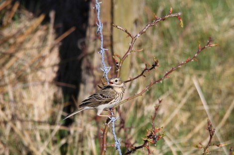 singing Eurasian Skylark
