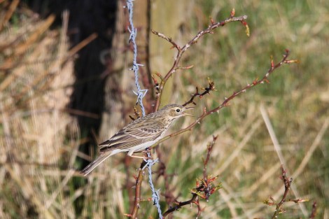 singing Eurasian Skylark