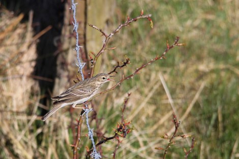 singing Eurasian Skylark
