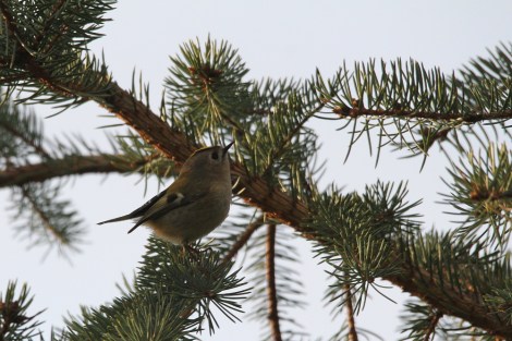 Goldcrest
