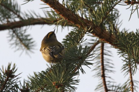 showing off the crest