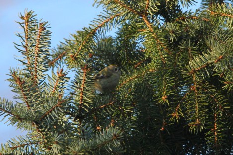 Goldcrest