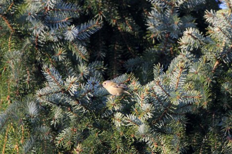 Goldcrest
