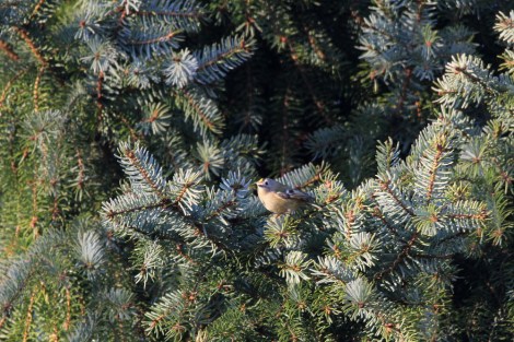 Goldcrest