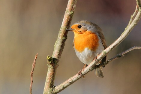 European Robin