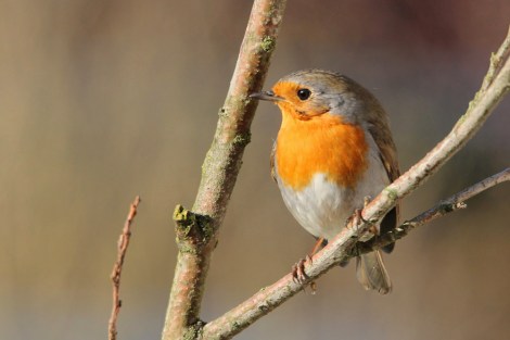 European Robin