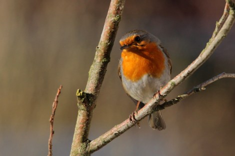 European Robin