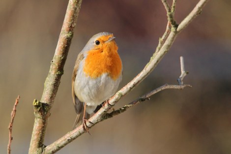European Robin
