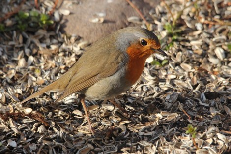 European Robin