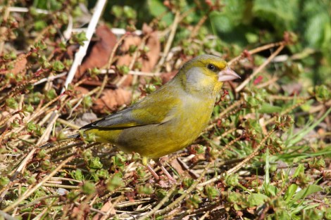 male European Greenfinch