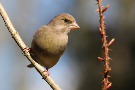 female European Greenfinch