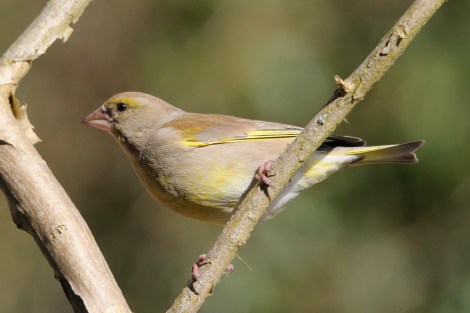 female European Greenfinch