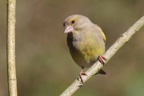 female European Greenfinch