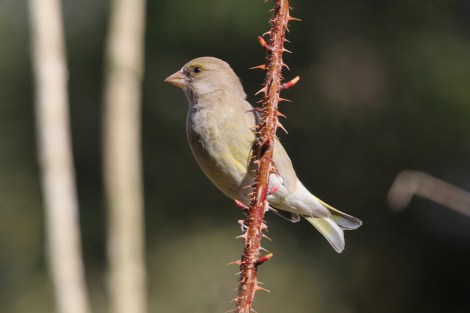 female European Greenfinch