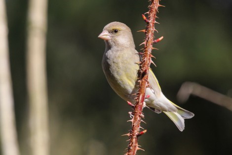 female European Greenfinch