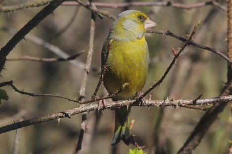 male European Greenfinch