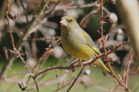 male European Greenfinch