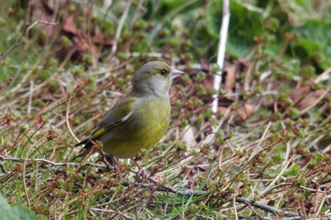 male European Greenfinch