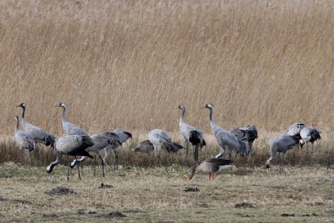 Common Crane