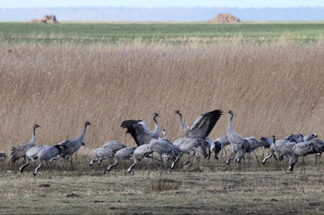 quarreling cranes