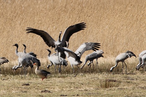 quarreling cranes