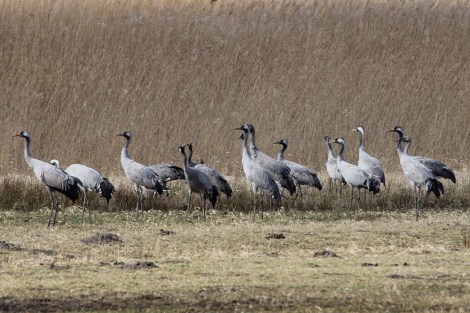 cranes in northern Germany