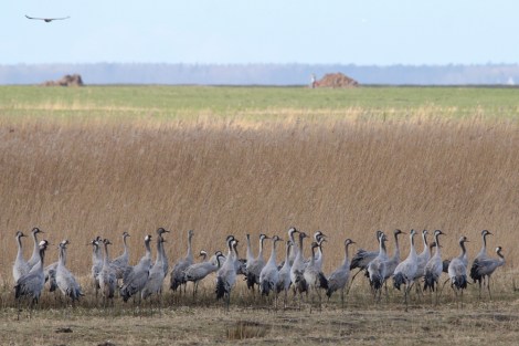 cranes become alert while a kite flies over the reeds