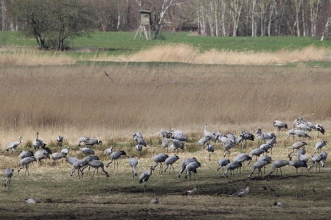 cranes in northern Germany