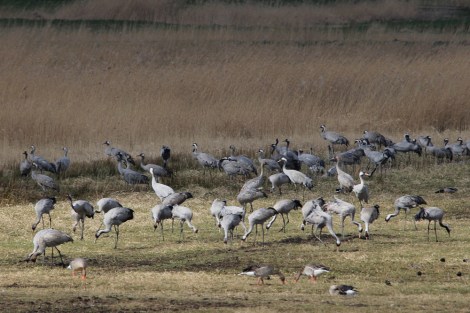 cranes in northern Germany