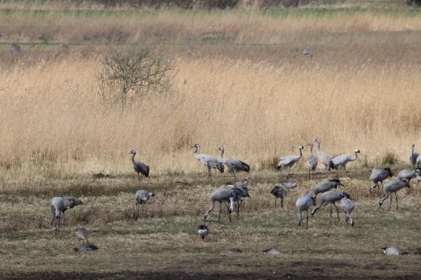 cranes in northern Germany
