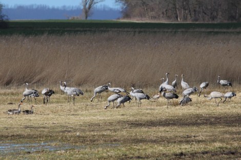 cranes in northern Germany