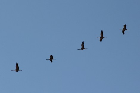 cranes flying above the plains of northern India