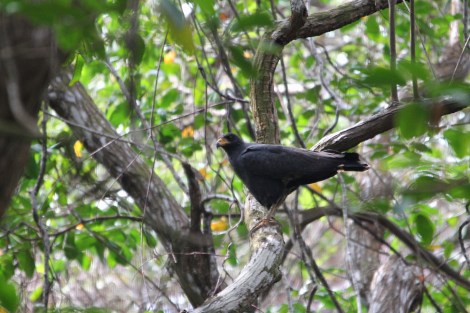 Common Black-Hawk