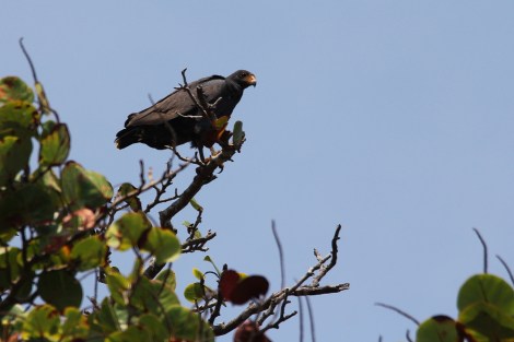 Common Black-Hawk