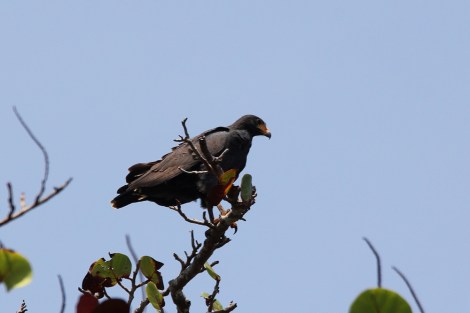 Common Black-Hawk