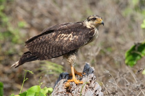 juvenile Common Black-Hawk