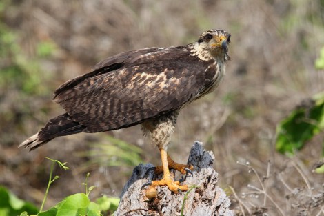 juvenile Common Black-Hawk