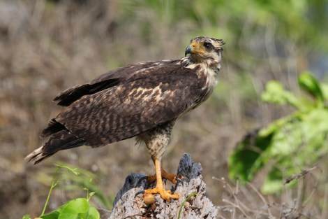 juvenile Common Black-Hawk