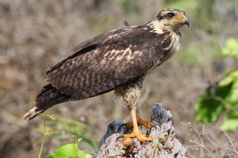 juvenile Common Black-Hawk