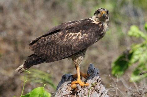 juvenile Common Black-Hawk