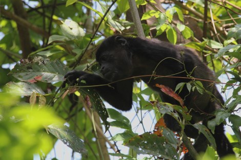 Mantled Howler