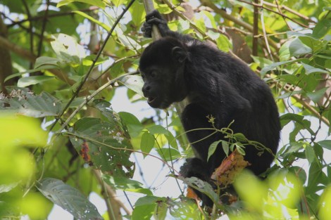 Mantled Howler