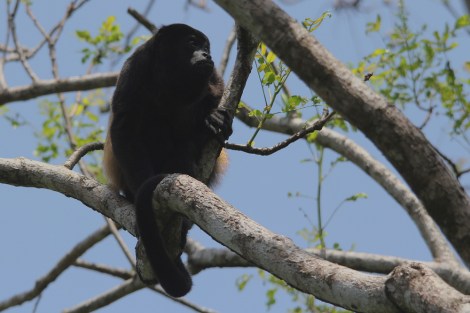 Mantled Howler