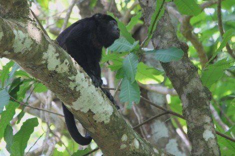 Mantled Howler